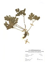 藏品(日本前胡)的圖片
